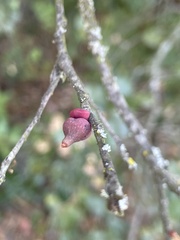 Heteroecus sanctaeclarae