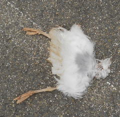 Chroicocephalus ridibundus