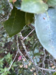 Heteroecus sanctaeclarae