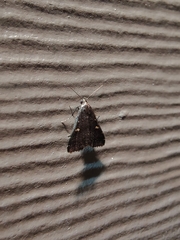 Tetanolita mynesalis