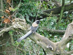 Dendrocitta formosae