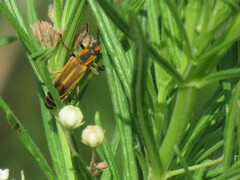 Chauliognathus marginatus