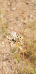 Allium polyrhizum