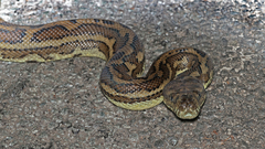 Morelia spilota