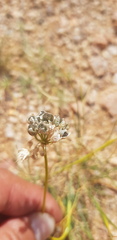 Allium polyrhizum