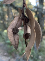 Disholandricus lasius