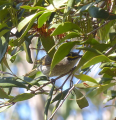Caligavis chrysops