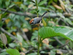 Aegithalos concinnus