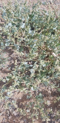 Atriplex sibirica