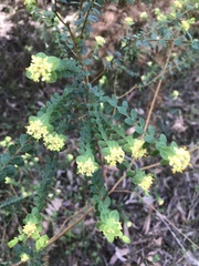 Pimelea flava