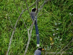 Urocissa erythroryncha