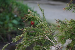 Melaleuca viminalis