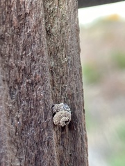 Apterona helicoidella