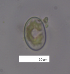 Cocconeis