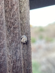 Apterona helicoidella