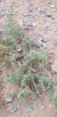 Slender Russian thistle (Salsola collina)