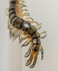 Hemiscolopendra marginata