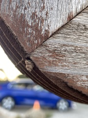 Apterona helicoidella