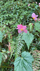 Begonia formosana