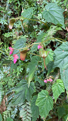 Begonia formosana