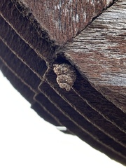 Apterona helicoidella