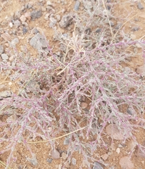 Grubovia dasyphylla