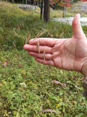 Bromus ciliatus