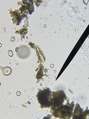 Bacillariophycidae