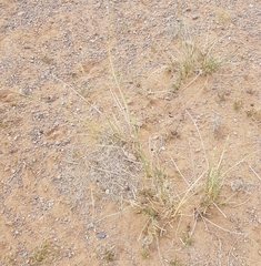 Stipa splendens