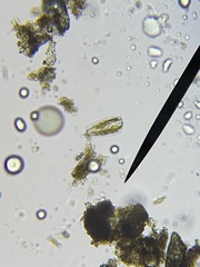 Bacillariophycidae