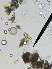 Bacillariophycidae