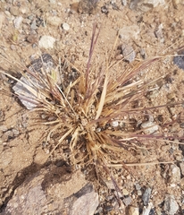 Cleistogenes squarrosa