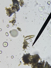 Bacillariophycidae