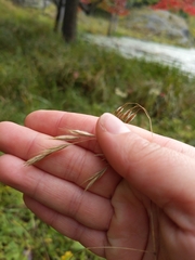 Bromus ciliatus