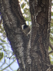 Poecile atricapillus