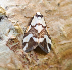 Thallarcha staurocola