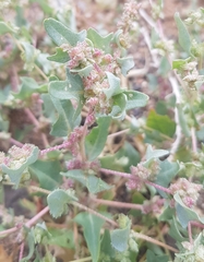 Atriplex sibirica