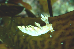 Bornella hermanni