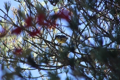 Atlapetes latinuchus