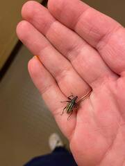 Diaprepes abbreviatus