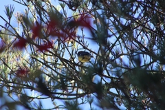 Atlapetes latinuchus