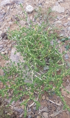 Halogeton arachnoides