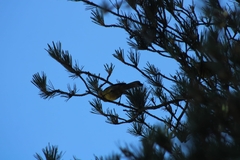 Atlapetes latinuchus