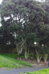 Melaleuca styphelioides