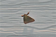 Basacallis tarachodes