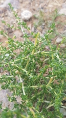Halogeton arachnoides