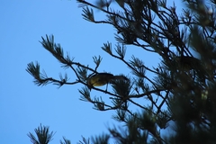 Atlapetes latinuchus