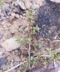 Halogeton arachnoides