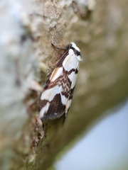 Thallarcha staurocola