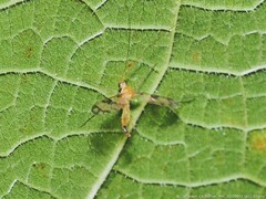 Macrocera